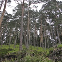 Forêt de pins sylvestres