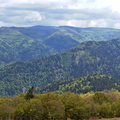 Forêt du Kastelberg