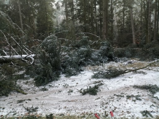 Dégagement d'un sapin sur le sentier de la Gagère à la Croix Collin