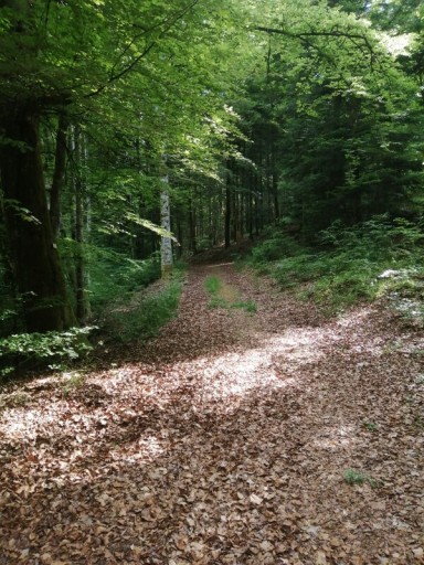 sentier la Boulaie