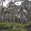 Forêt de pins sylvestres