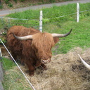 monsieur Highland cattle
