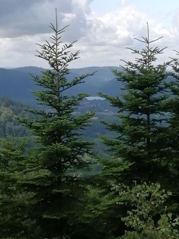 IMG_20240716_120536.jpg